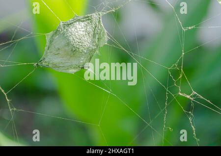 Web Spider vert avec capsule Banque D'Images