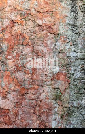 Brique rustique structure brun foncé couleur abandonnée vieille surface de mur pour l'arrière-plan Banque D'Images