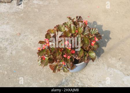 BEGONIA WAX Semperflorens Rouge Dark Foliage Shade. Il a également beaucoup de variances comme les feuilles vertes avec fleur blanche, feuilles à pois fleur rouge. Banque D'Images