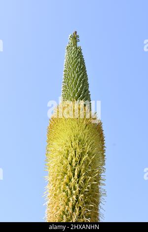 Tige de fleur d'une plante succulente Agave titanota Rancho tambor sur fond bleu ciel Banque D'Images