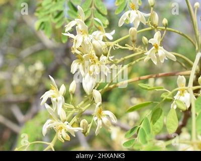 Gros plan sur les fleurs d'un arbre de Drumstick Moringa oléifera Banque D'Images