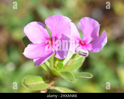 Rose periwinkle Catharanthus roseus gros plan sur la fleur rose Banque D'Images