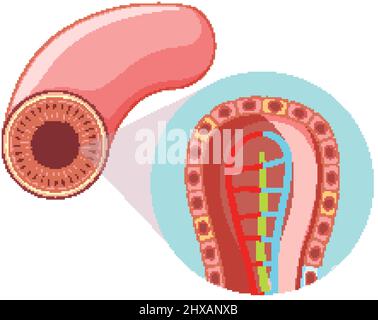 Schéma illustrant la structure du villosités intestinales Illustration de Vecteur