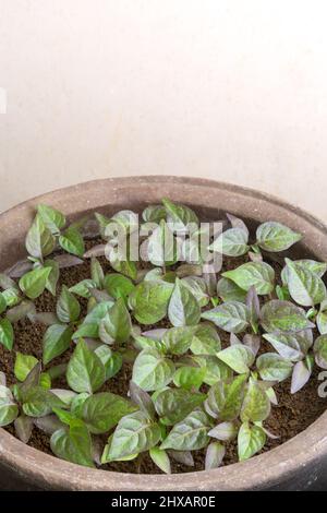 pépinière de piment de habanero dans une casserole d'argile, variété chaude de capsicum chinense, à proximité dans la profondeur peu profonde de champ avec espace de copie, jardinage à la maison Banque D'Images