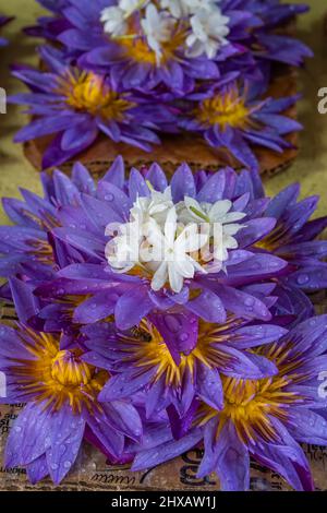 Gros plan des fleurs de Lotus au marché aux fleurs à côté du temple de Kandy, Sri Lanka Banque D'Images