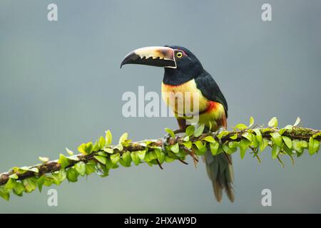 Aracari à collier Banque D'Images