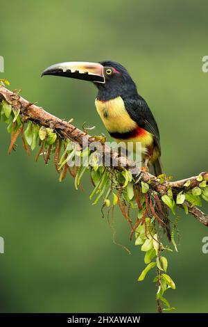 Aracari à collier Banque D'Images