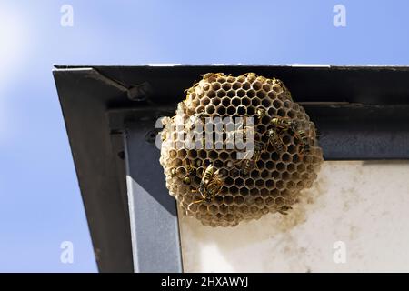 La guêpe niche avec des guêpes, vespula vulgaris, travaillant et volant dessus, des cellules hexagonales Banque D'Images