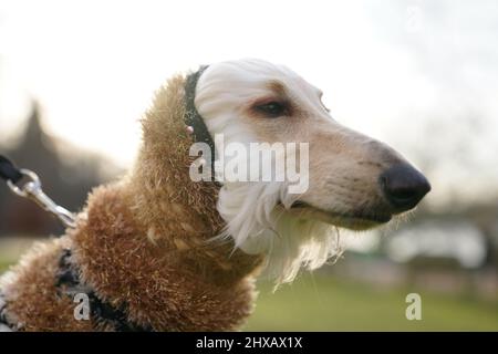 Chiens arrivant pour la deuxième journée du spectacle des chiens Crufts au Centre d'exposition national de Birmingham (NEC). Date de la photo : vendredi 11 mars 2022. Banque D'Images