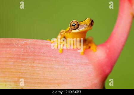 Dendropsophus ebraccatus, également connu sous le nom de la grenouille à trois arbres ou de la grenouille sans panse, est une grenouille néotropicale Banque D'Images