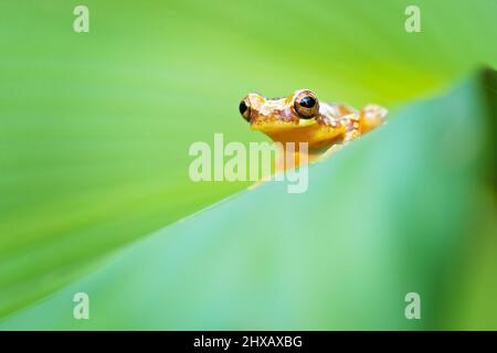 Dendropsophus ebraccatus, également connu sous le nom de la grenouille à trois arbres ou de la grenouille sans panse, est une grenouille néotropicale Banque D'Images