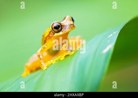 Dendropsophus ebraccatus, également connu sous le nom de la grenouille à trois arbres ou de la grenouille sans panse, est une grenouille néotropicale Banque D'Images