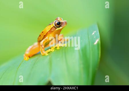 Dendropsophus ebraccatus, également connu sous le nom de la grenouille à trois arbres ou de la grenouille sans panse, est une grenouille néotropicale Banque D'Images