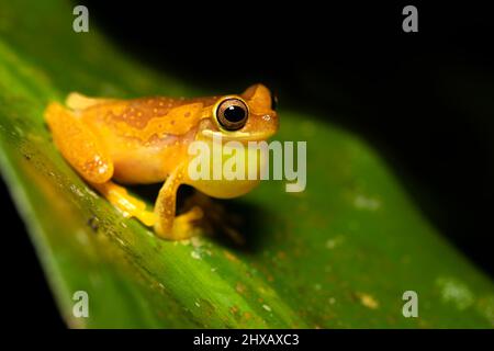 Dendropsophus ebraccatus, également connu sous le nom de la grenouille à trois arbres ou de la grenouille sans panse, est une grenouille néotropicale Banque D'Images