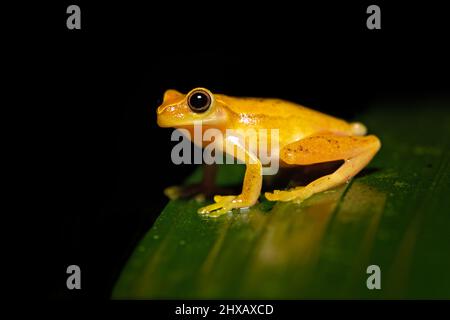 Dendropsophus ebraccatus, également connu sous le nom de la grenouille à trois arbres ou de la grenouille sans panse, est une grenouille néotropicale Banque D'Images