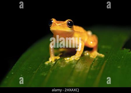 Dendropsophus ebraccatus, également connu sous le nom de la grenouille à trois arbres ou de la grenouille sans panse, est une grenouille néotropicale Banque D'Images