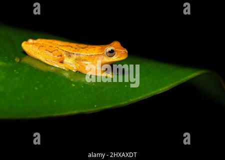 Dendropsophus ebraccatus, également connu sous le nom de la grenouille à trois arbres ou de la grenouille sans panse, est une grenouille néotropicale Banque D'Images