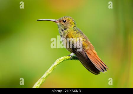 L'oiseau-mouches à queue rousse (Amazilia tzacatl) est un oiseau-mouches de taille moyenne de la tribu des « émeraudes » Trochilini de la sous-famille des Trochilinae. Banque D'Images