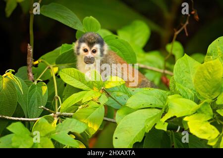 Singe écureuil d'Amérique centrale (Saimiri oerstedii), également connu sous le nom de singe écureuil à dos rouge Banque D'Images