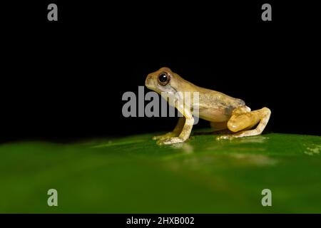 La grenouille d'acajou (Tlalocohyla loquax) est une espèce de grenouille de la famille des Hylidae qui se trouve au Belize, au Costa Rica, au Guatemala, au Honduras et au Mexique Banque D'Images