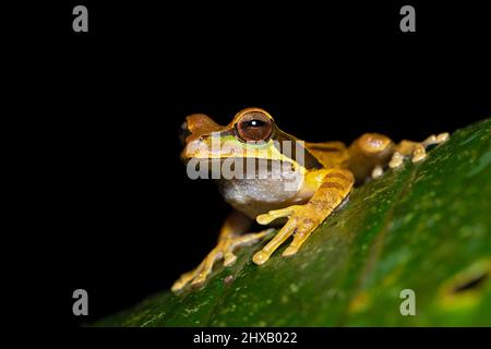 La grenouille d'arbre à bandes croisées de New Granada (Smilisca phaeota, également connue sous le nom de grenouille d'arbre masquée) est une espèce de grenouille de la famille des Hylidae Banque D'Images