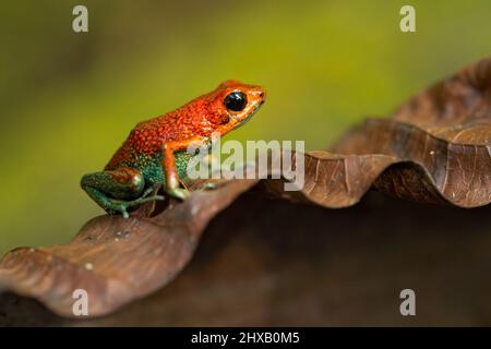 La grenouille empoisonnée granulaire (Oophaga granulifera) est une espèce de grenouille de la famille des Dendrobatidae, que l'on trouve au Costa Rica et au Panama Banque D'Images