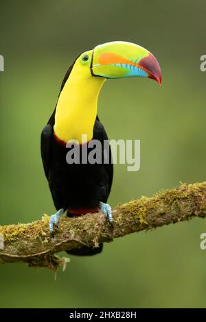 Toucan à carène Banque D'Images