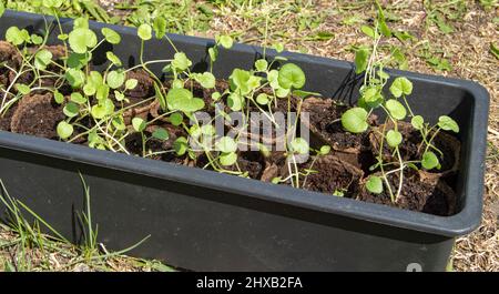 Dans l'arrière-cour, sur l'herbe, il y a un plateau en plastique avec des tasses de tourbe avec de jeunes plants de plantes végétales. Le concept de plantation de semis sur b Banque D'Images