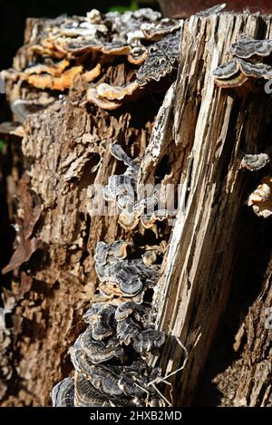 Champignons poussant sur une souche de cerisier pourri, Staffordshire, Angleterre, Royaume-Uni, Europe. Banque D'Images