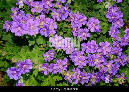 Grandiflora géranium en pleine floraison, Staffordshire, Angleterre, Royaume-Uni, Europe Banque D'Images