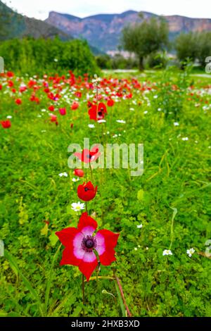 L'anémone de pavot rouge fleurit au début du printemps, à Leonidio, au Péloponnèse, à Arcadia, en Grèce Banque D'Images