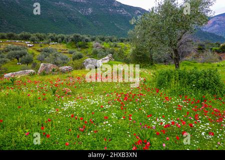 L'anémone de pavot rouge fleurit au début du printemps, à Leonidio, au Péloponnèse, à Arcadia, en Grèce Banque D'Images