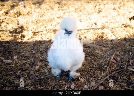 Un poulet Silkie gratuit Banque D'Images