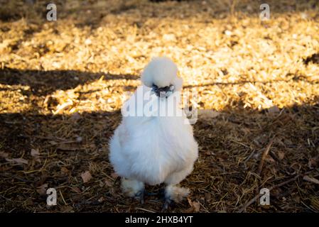 Un poulet Silkie gratuit Banque D'Images