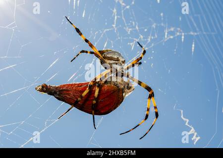 Un jeune papillon qui sort juste de son cocon s'est attrapé dans la toile d'une araignée nefphla clavipes et est mangé. Banque D'Images