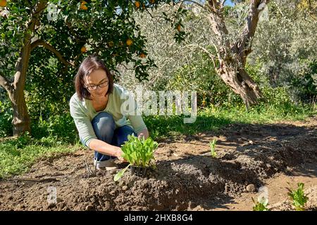 Femme plantant de jeunes plants de laitue dans le sol. Horticulture sostenible. Jardinage Hobby. Concept de nourriture biologique saine. Banque D'Images