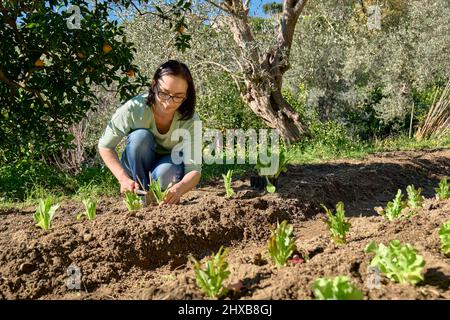 Femme plantant de jeunes plants de laitue dans le sol. Horticulture sostenible. Jardinage Hobby. Concept de nourriture biologique saine. Banque D'Images