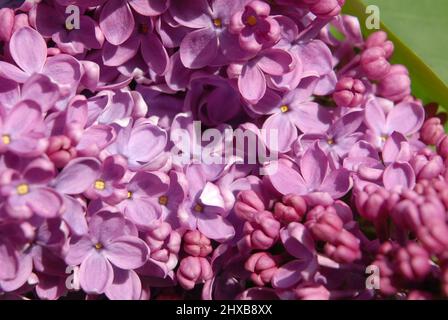 fleur de lilas violet clair Banque D'Images