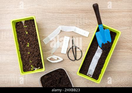 Culture de plantes de salade à la maison au printemps à partir de ruban de graines de papier blanc, la sorcière a des graines de plante à l'intérieur. Moyen rapide et facile de semer de petites graines. Banque D'Images