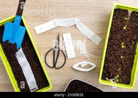 Culture de plantes de salade à la maison au printemps à partir de ruban de graines de papier blanc, la sorcière a des graines de plante à l'intérieur. Moyen rapide et facile de semer de petites graines. Banque D'Images