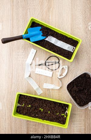 Culture de plantes de salade à la maison au printemps à partir de ruban de graines de papier blanc, la sorcière a des graines de plante à l'intérieur. Moyen rapide et facile de semer de petites graines. Banque D'Images
