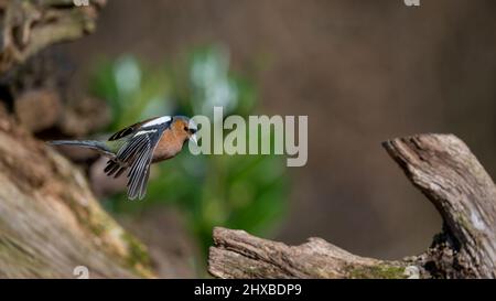 Un chaffin commun mâle (Fringilla coelebs) entre à la terre sur le bouc d'un arbre tombé Banque D'Images