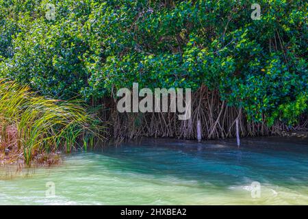 Incroyable forêt de mangroves naturelle au lagon de Muyil dans la forêt naturelle tropicale de la jungle avec des eaux turquoise colorées dans le parc national de Sian Ka'an Muy Banque D'Images