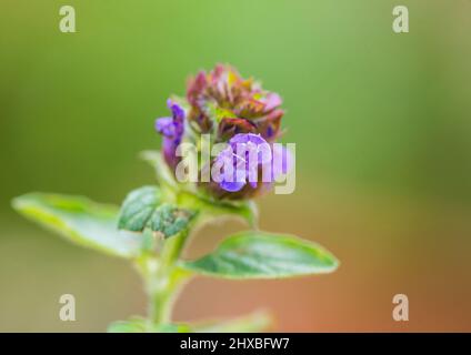 Photo macro d'une tête de fleur autocicatrelle commune. Banque D'Images
