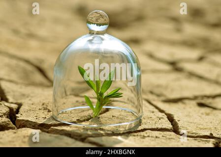 Culture de plantes dans un verre sur une terre sèche fissurée.le concept de protection de l'environnement ou le réchauffement de la planète. Banque D'Images