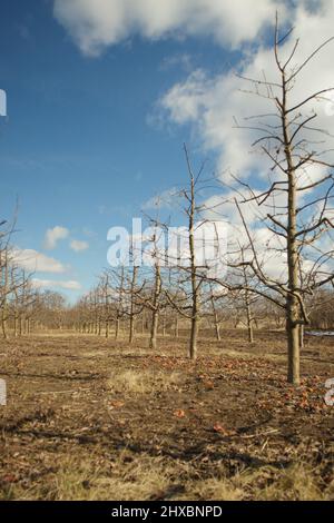 Un verger de pommes au soleil par un ciel bleu. Banque D'Images