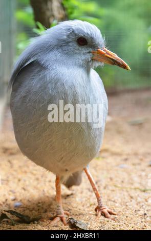 L'oiseau endémique Kagu (Rhynochetos jubatus) de l'île de Grande Terre, Nouvelle-Calédonie. Banque D'Images