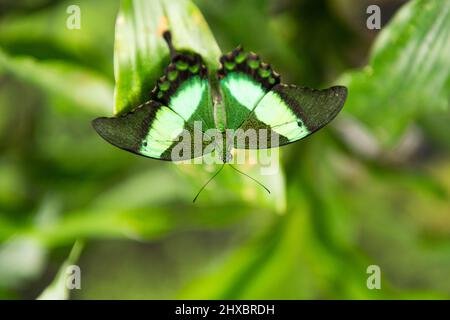 Rouge papillon émeraude avec ailes ouvertes sur fond naturel flou Banque D'Images