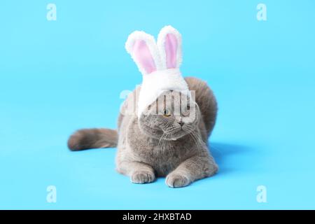 Joli chat écossais pliant dans des oreilles de lapin sur fond bleu Banque D'Images