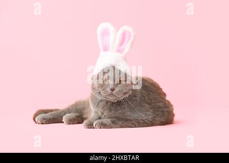 Joli chat écossais pliant dans les oreilles de lapin sur fond rose Banque D'Images